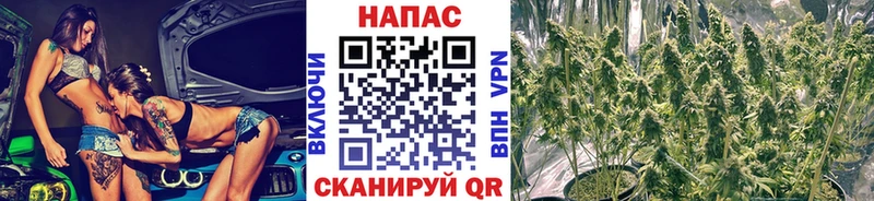 Шишки марихуана ГИДРОПОН  закладки  Буйнакск 